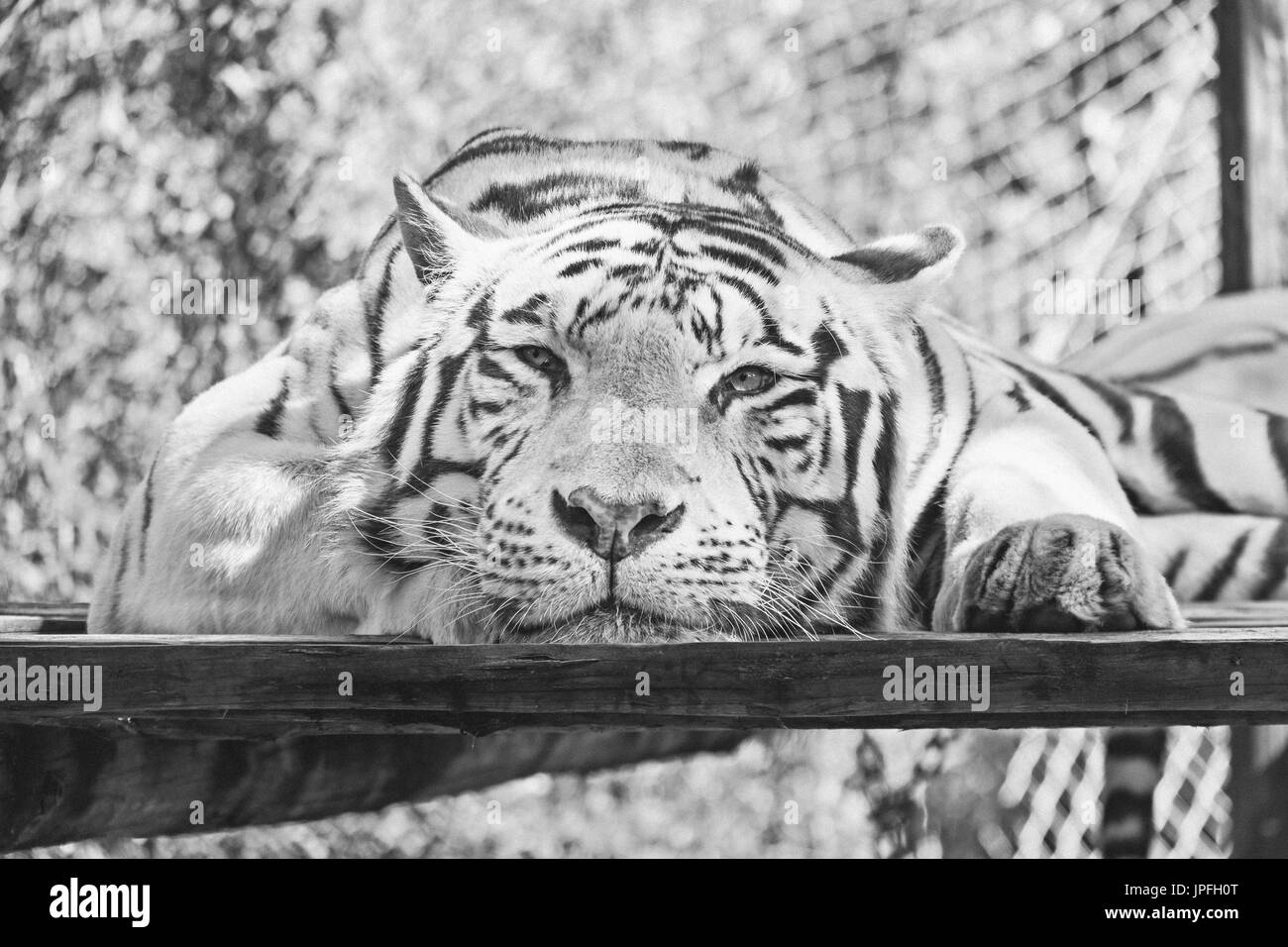 Le tigre blanc ou tigre blanchie est une variante de la pigmentation du tigre du Bengale, qui est rapporté à l'état sauvage de temps en temps dans les états indiens Banque D'Images