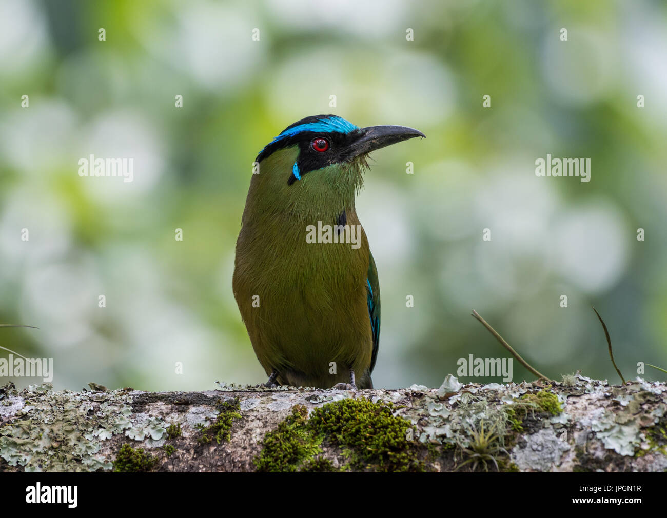 (Momotus aequatorialis Houtouc andine). La Colombie, l'Amérique du Sud. Banque D'Images