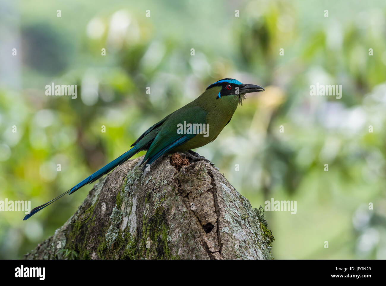 (Momotus aequatorialis Houtouc andine). La Colombie, l'Amérique du Sud. Banque D'Images