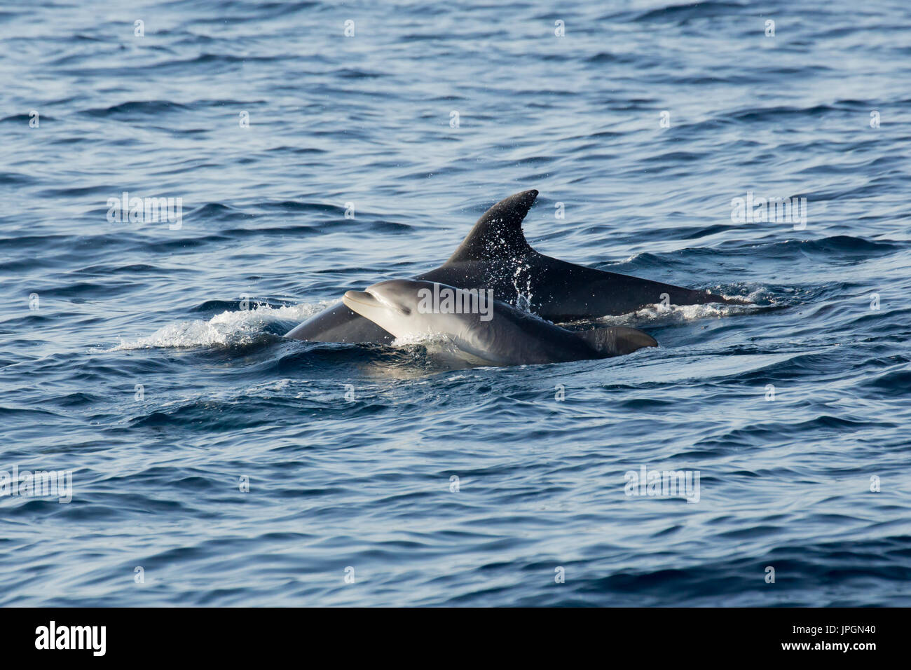 Grand dauphin commun (Tursiops tronque) la mère et l'enfant émerge dans le détroit de Gibraltar Banque D'Images