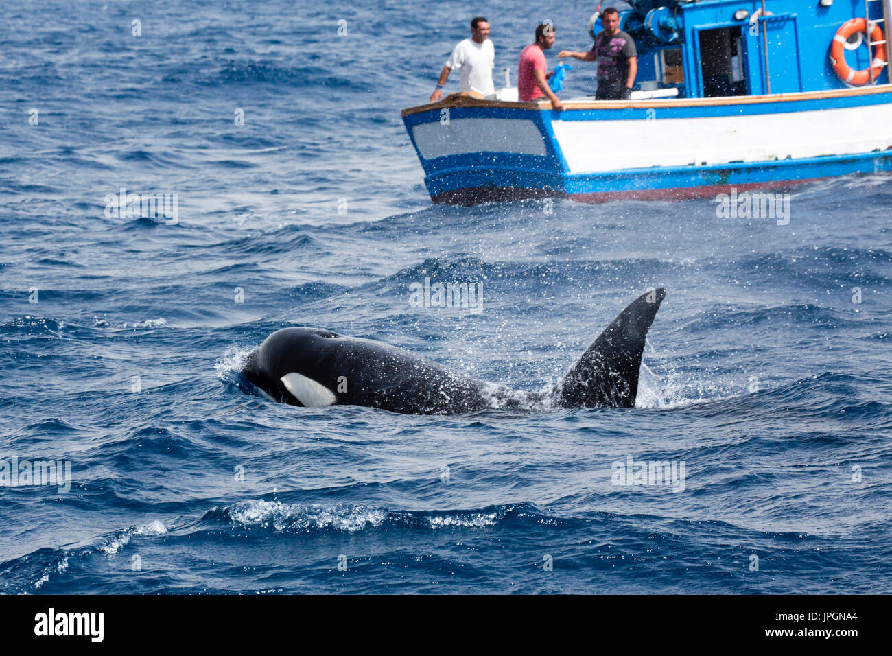 Orca, ou épaulard (Orcinus orca) près de l'alimentation les bateaux de pêcheurs marocains, en essayant de voler le snap / rouge d'eux Banque D'Images