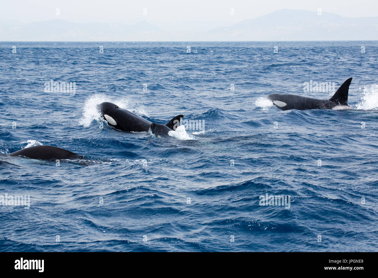 Orca, ou épaulard (Orcinus orca) près de l'alimentation les bateaux de pêcheurs marocains, en essayant de voler le snap / rouge d'eux Banque D'Images