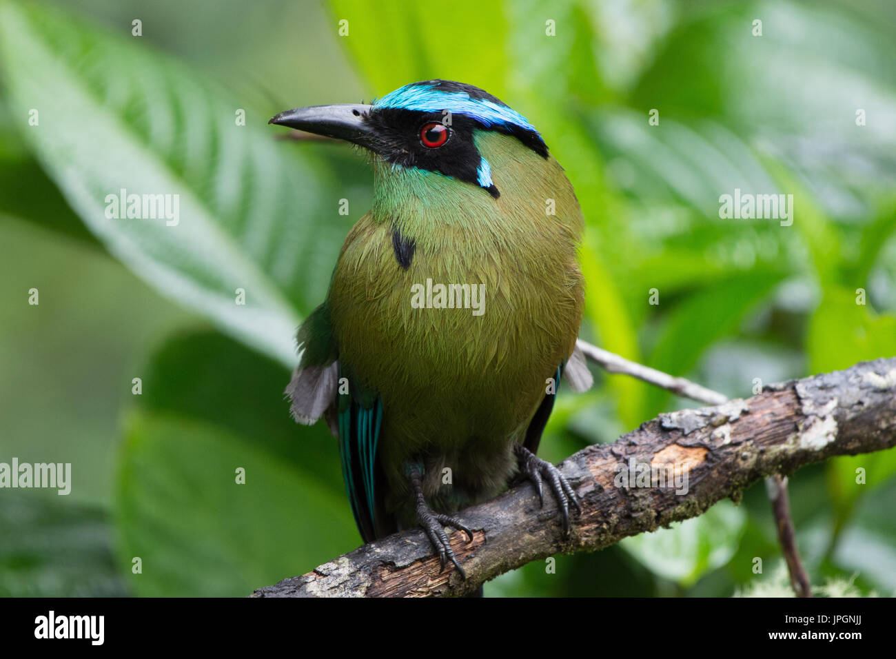 (Momotus aequatorialis Houtouc andine). La Colombie, l'Amérique du Sud. Banque D'Images
