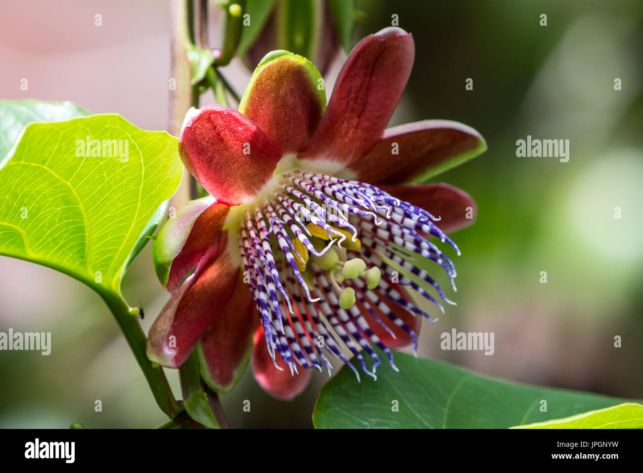 Fleurs colorées de fruits de la Passion. La Colombie, l'Amérique du Sud. Banque D'Images