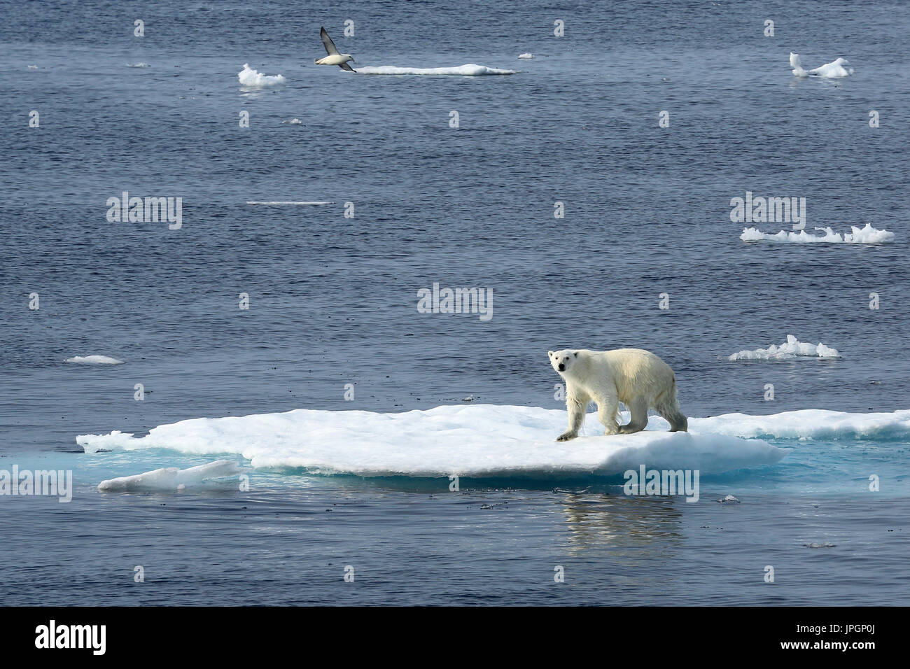 Un mâle ours polaire (Ursus maritimus) sur la banquise de la baie de Baffin, Cercle Arctique Banque D'Images