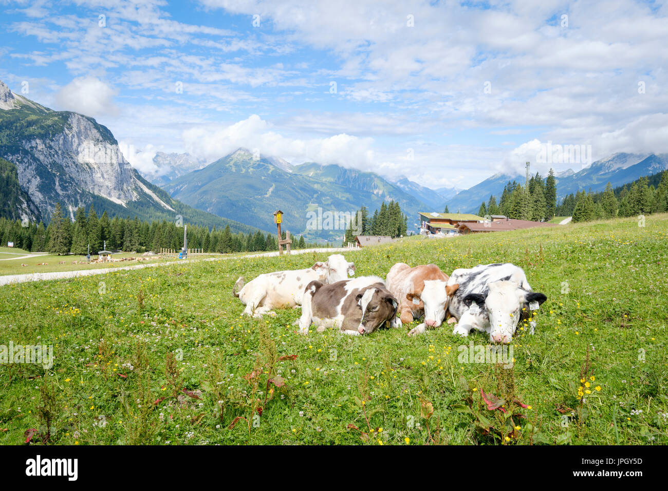 Vaches dans la pâture à Ehrwald, Ehrwalder Alm, Tyrol, Autriche Banque D'Images