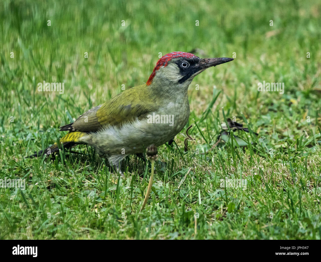 Pic Vert Picus Oiseau Appelé Aussi Yaffler Est à La