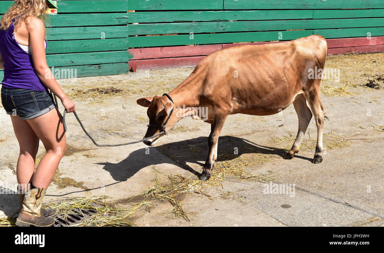 Marcher une vache au County Fair Banque D'Images