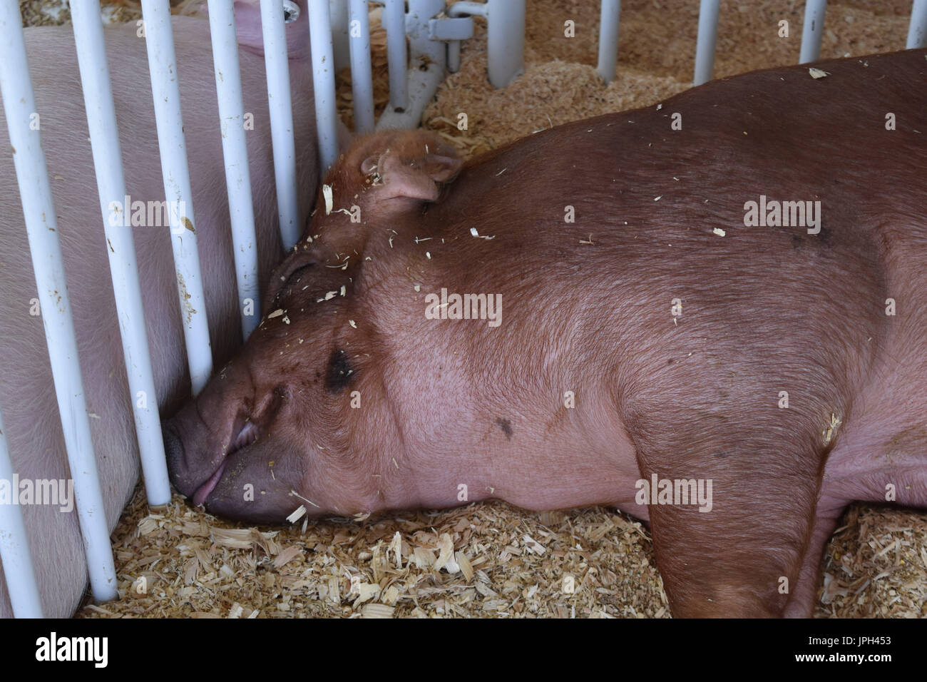 Pig repose au County Fair Banque D'Images