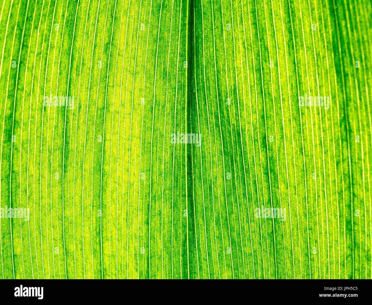 Tissu de fond texture feuilles vertes sous la lumière du soleil macro closeup Banque D'Images