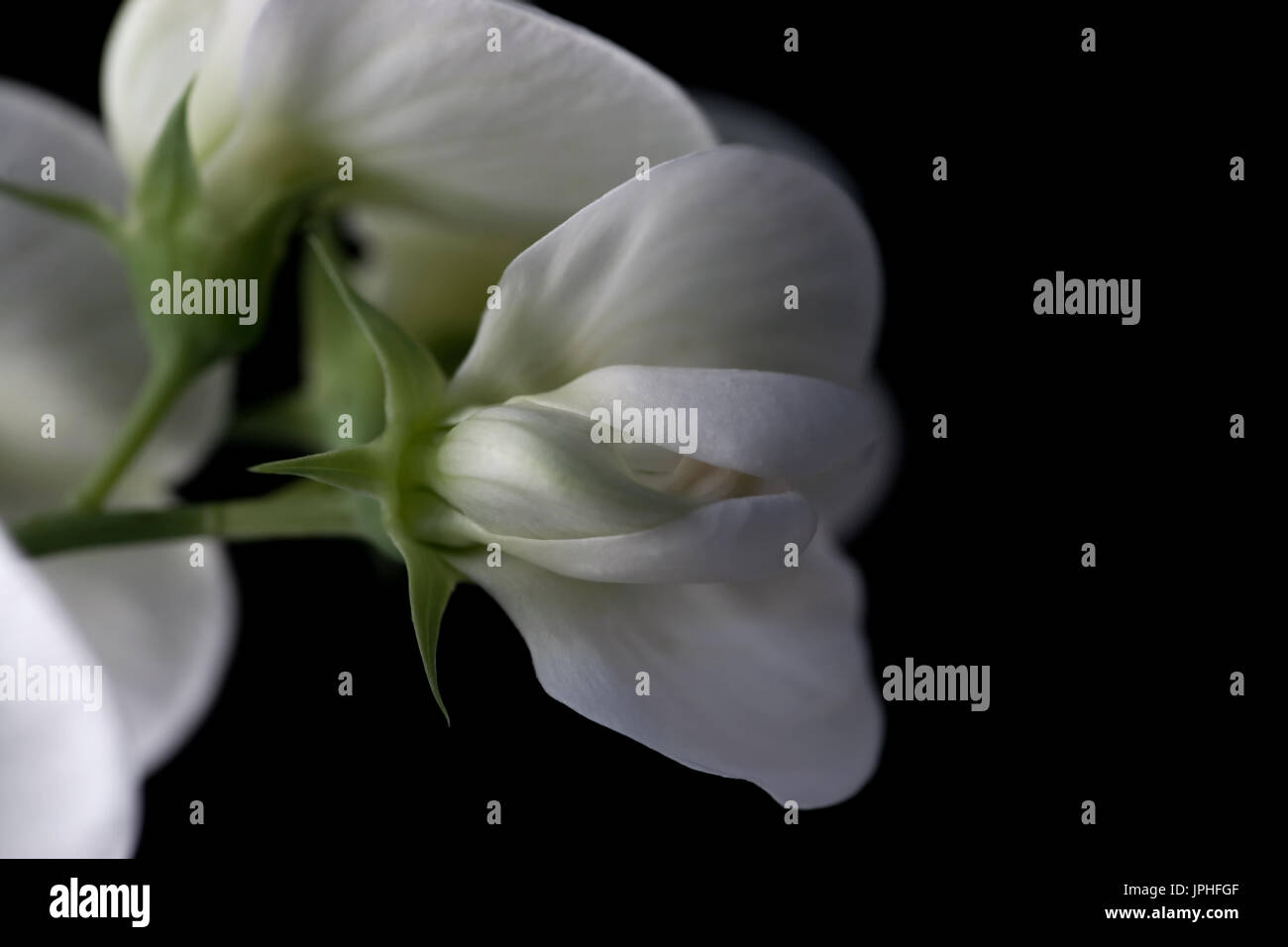 Close up étude des pois blanc Banque D'Images