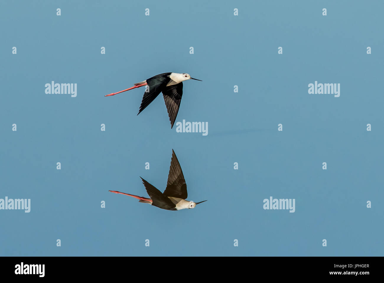 Un Black-winged Stilt donne un reflet parfait tel qu'il flotte sur l'eau unrippled Banque D'Images