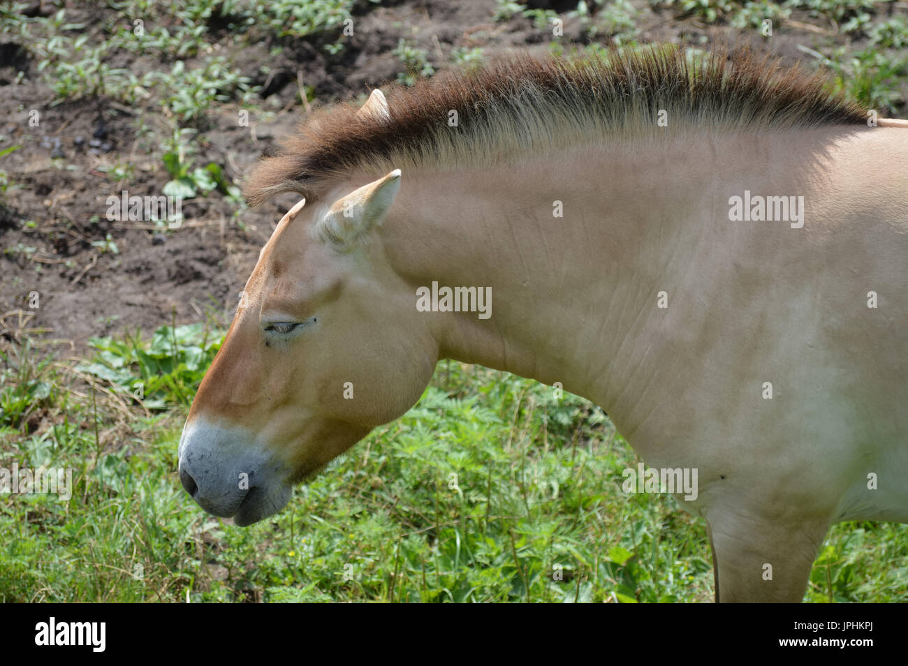 Wild Asian horse Banque D'Images