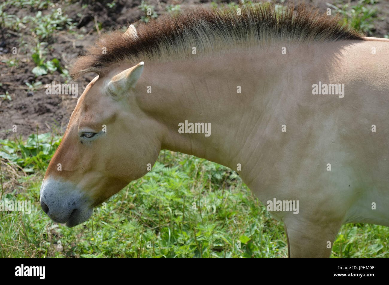 Wild Asian horse Banque D'Images