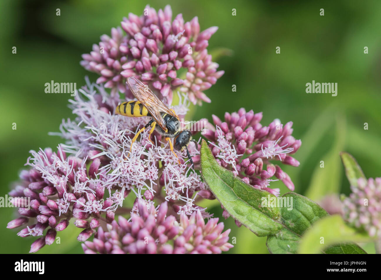 Une abeille wolf (Philanthus triangulum) se nourrissant sur le chanvre Eupatorium cannabinum (aigremoine) Banque D'Images
