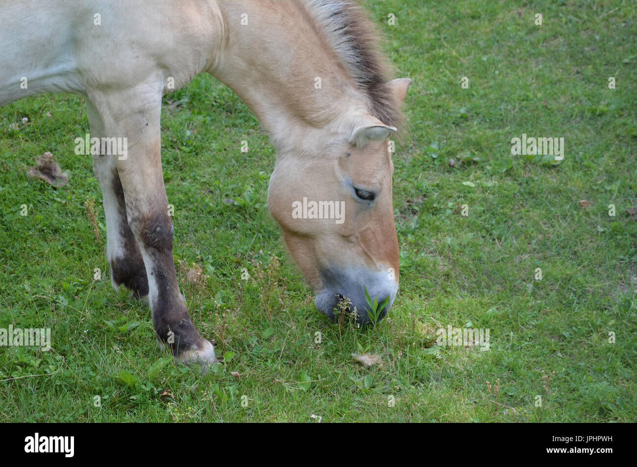 Wild Asian horse Banque D'Images