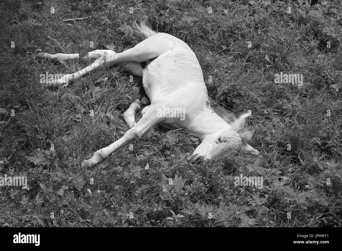 Wild Asian horse Banque D'Images