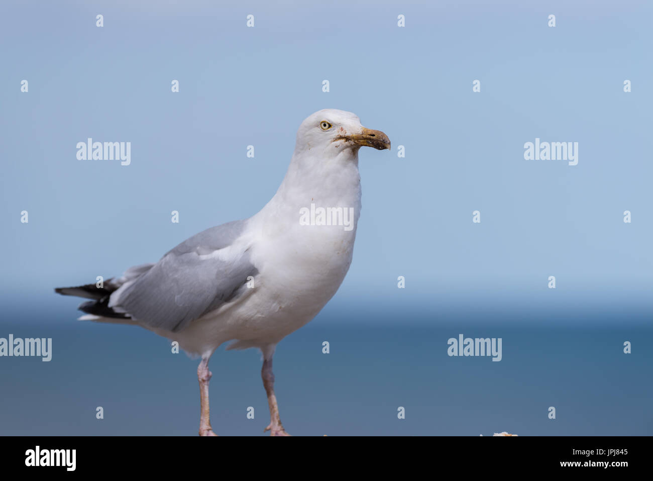 Seagull s Banque D'Images