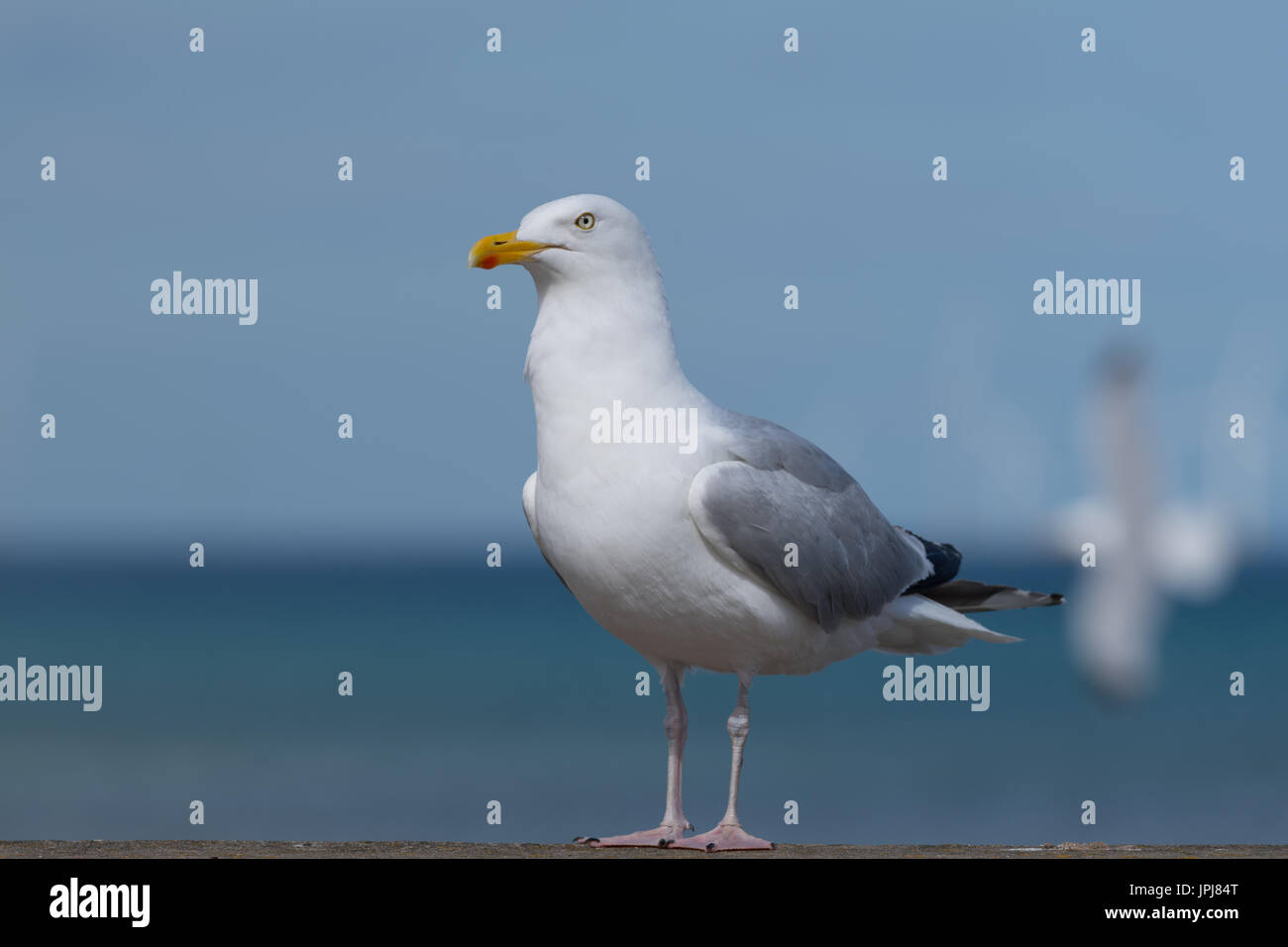 Seagull s Banque D'Images