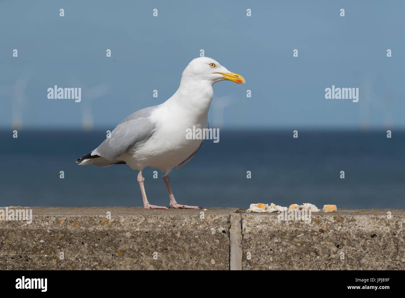 Alimentation Seagull Banque D'Images