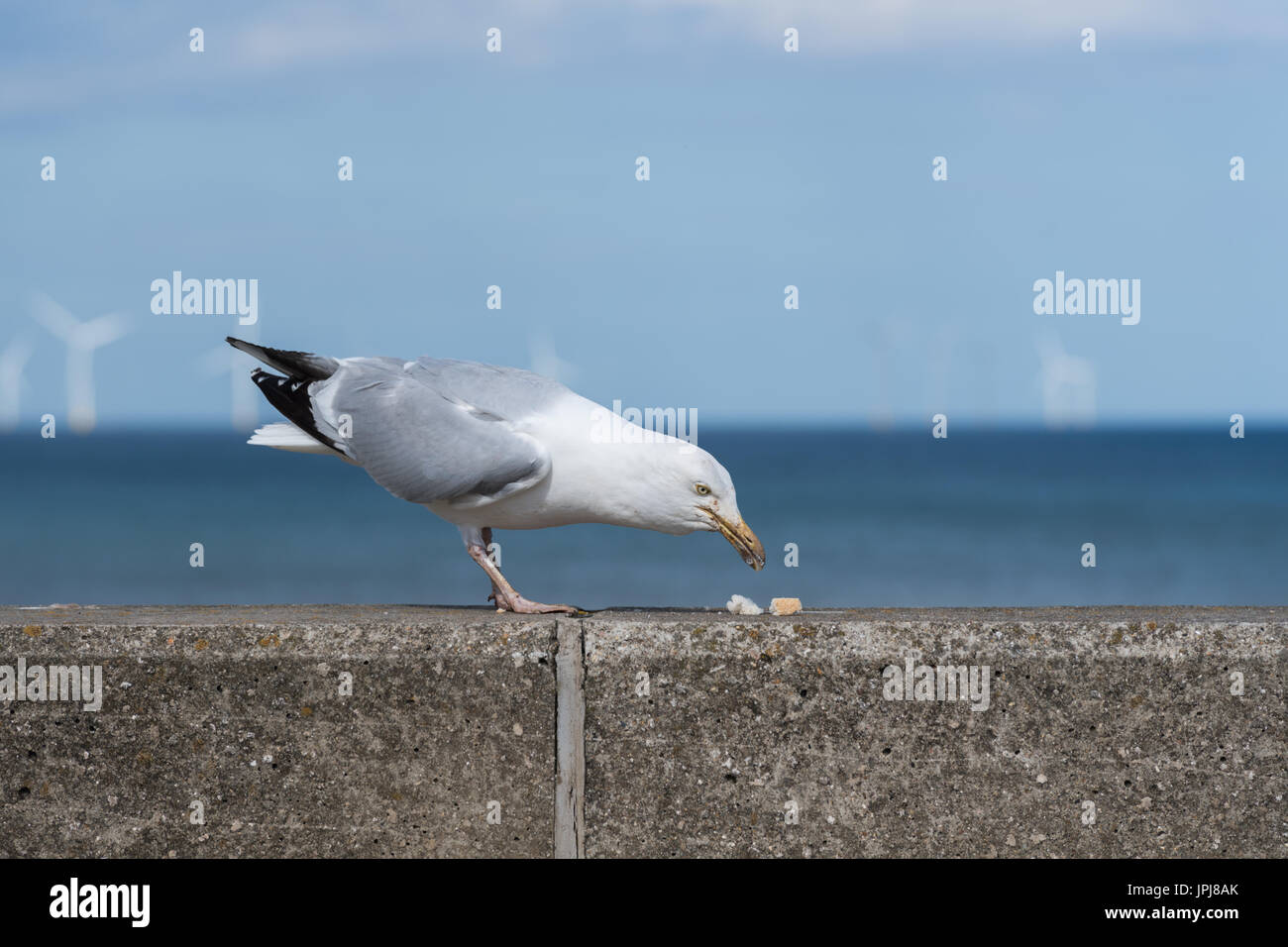 Alimentation Seagull Banque D'Images