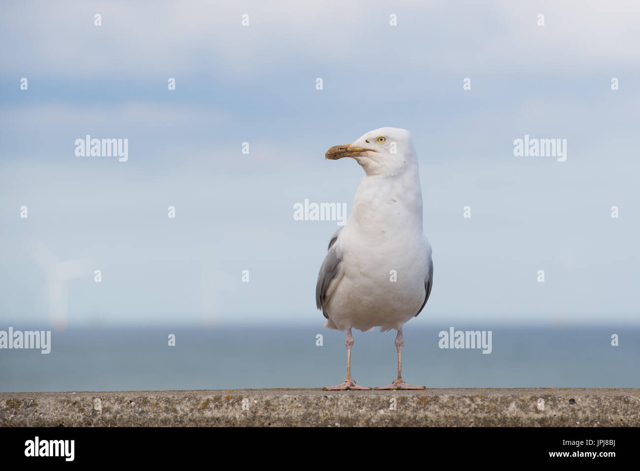 Seagull s Banque D'Images