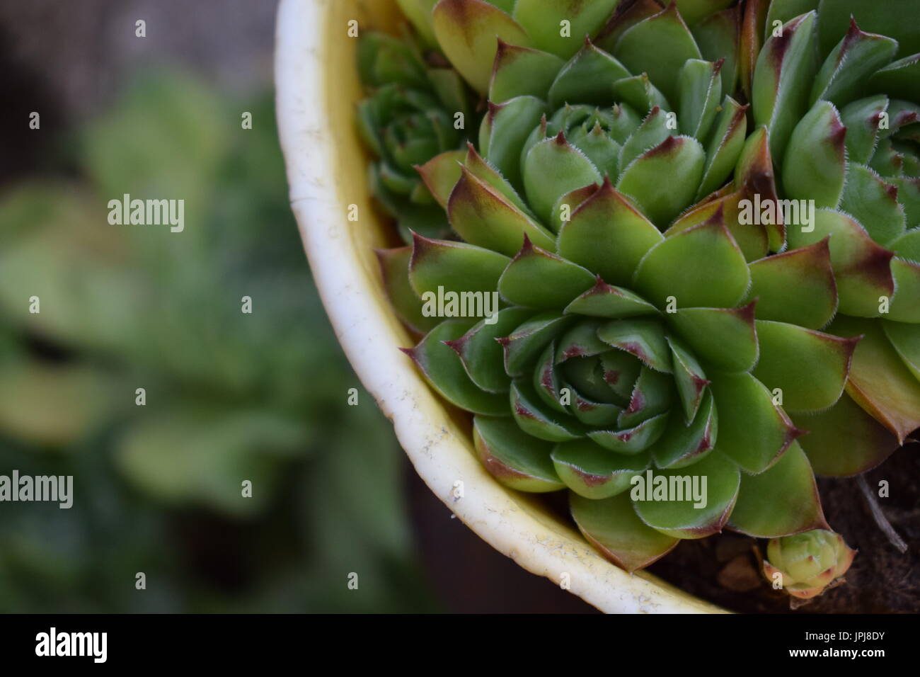 Houseleek Sempervivum tectorum) (dans un pot, close-up, avec l'arrière-plan flou Banque D'Images