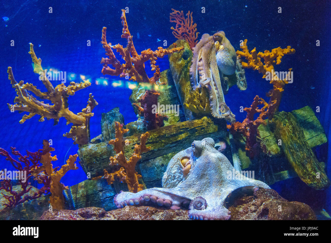 Intérieur de l'aquarium de Barcelone (l'aquarium de Barcelone). son le plus grand aquarium thématique de la méditerranée, situé dans le port Vell Banque D'Images
