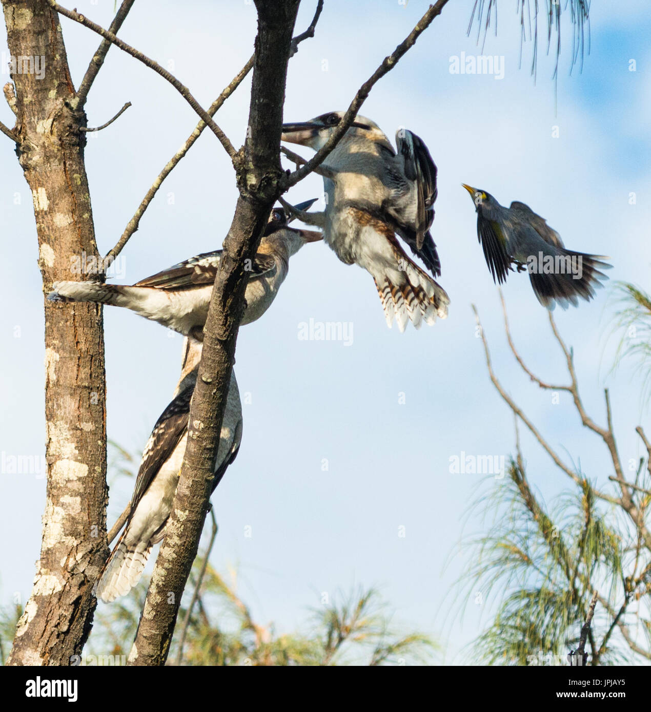 Scène inhabituelle avec trois pêcheurs géants, un débarquement, un bruissement, plus un autre petit oiseau. Byron Bay, NSW, Australie. Banque D'Images
