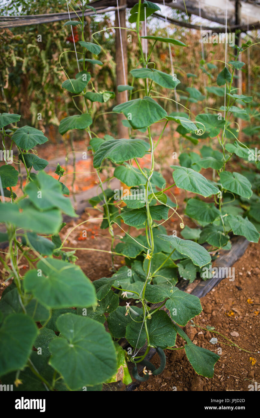 Les concombres les semis. La culture des concombres en serre. Semis dans la serre. Banque D'Images