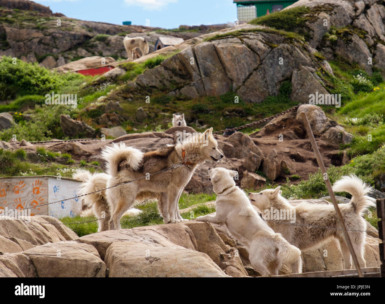 Les Huskies groenlandais (Canis lupus familiaris borealis) interagir tout en chaîne jusqu'à l'extérieur en été. Sisimiut (Holsteinsborg), Qeqqata, au Groenland. Banque D'Images