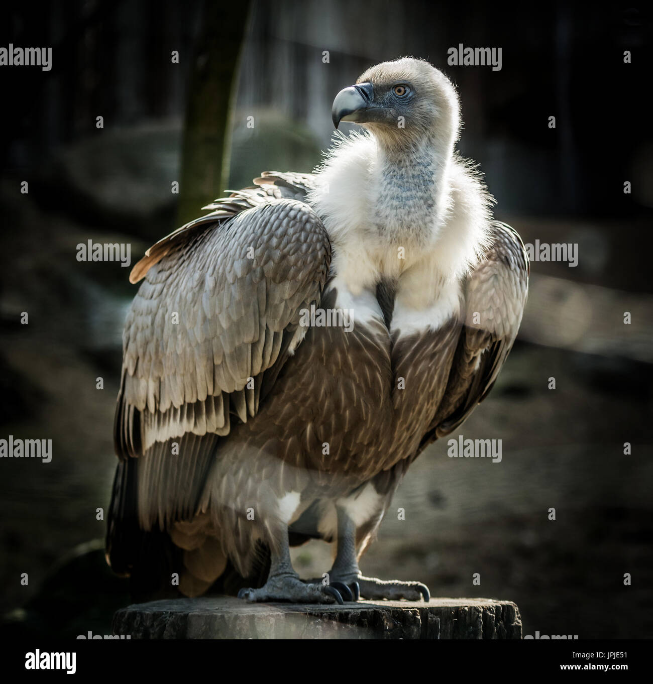 Grand oiseau vautour fauve (Gyps fulvus) sur l'arbre. Des animaux de la faune. Banque D'Images