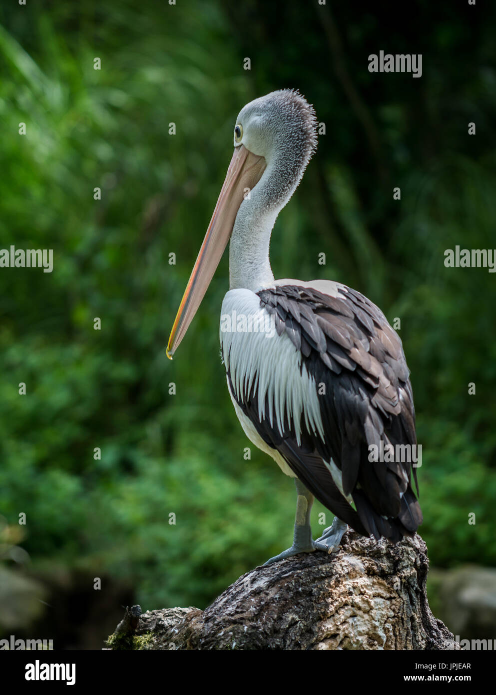 Australian pelican assis près de river (Pelecanus conspicillatus) Banque D'Images