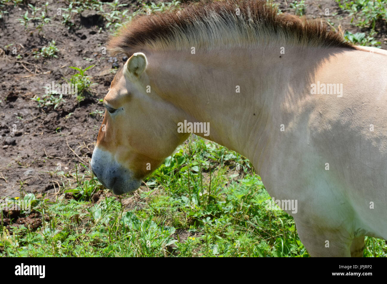 Wild Asian horse Banque D'Images