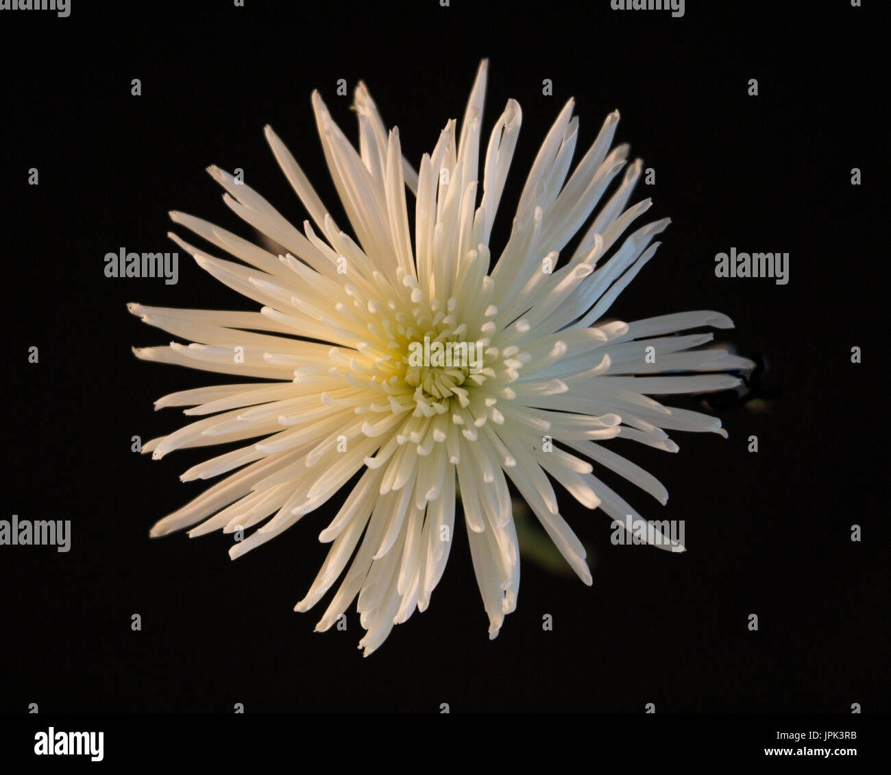 Chrysanthème araignée Banque D'Images