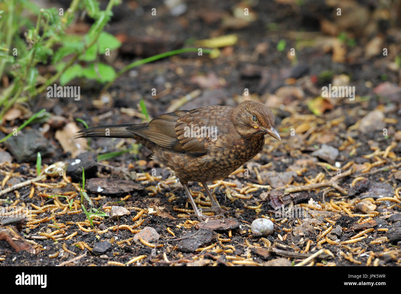 Une femelle merle avec un oeil blessé ou endommagé à la recherche de nourriture et sur le sol dans un jardin au printemps. Banque D'Images