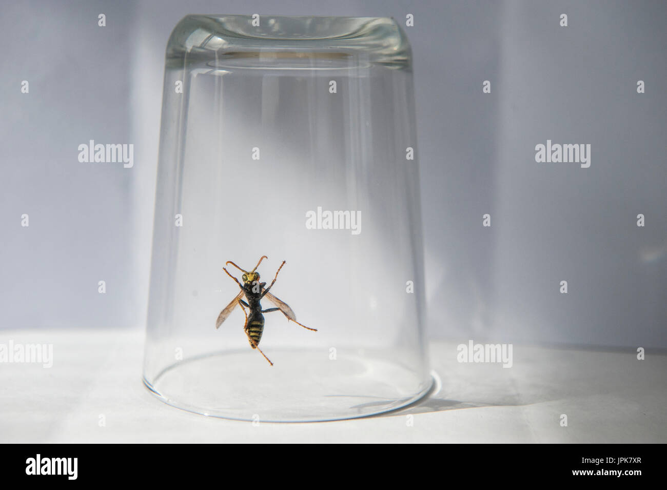 Une guêpe coincé dans un verre Banque D'Images