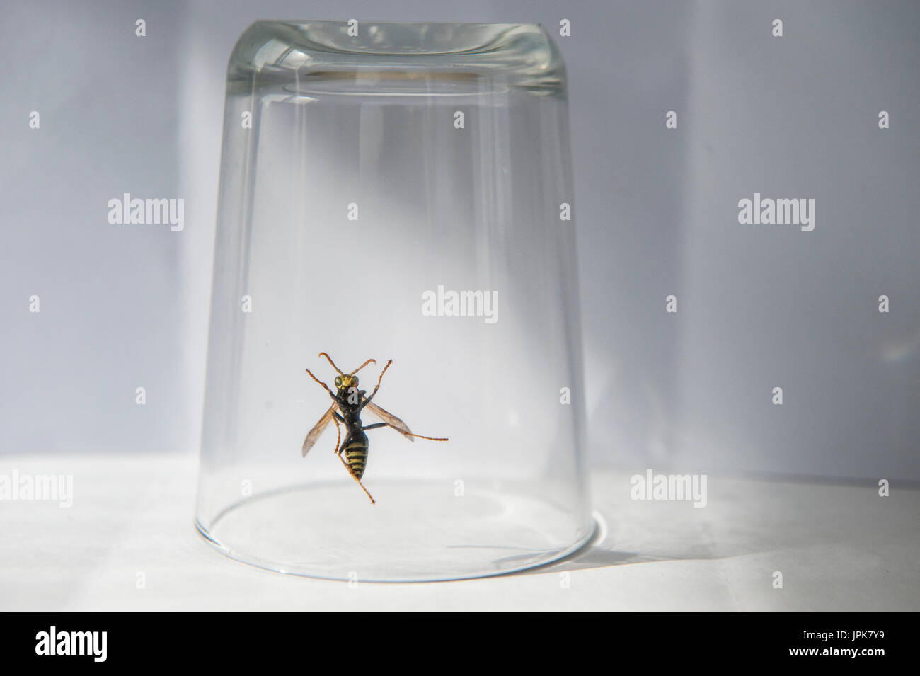 Une guêpe coincé dans un verre Banque D'Images