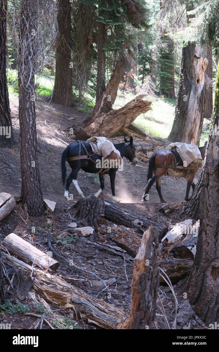 Deux mules sur la piste, Sequoia National Park, California, United States Banque D'Images
