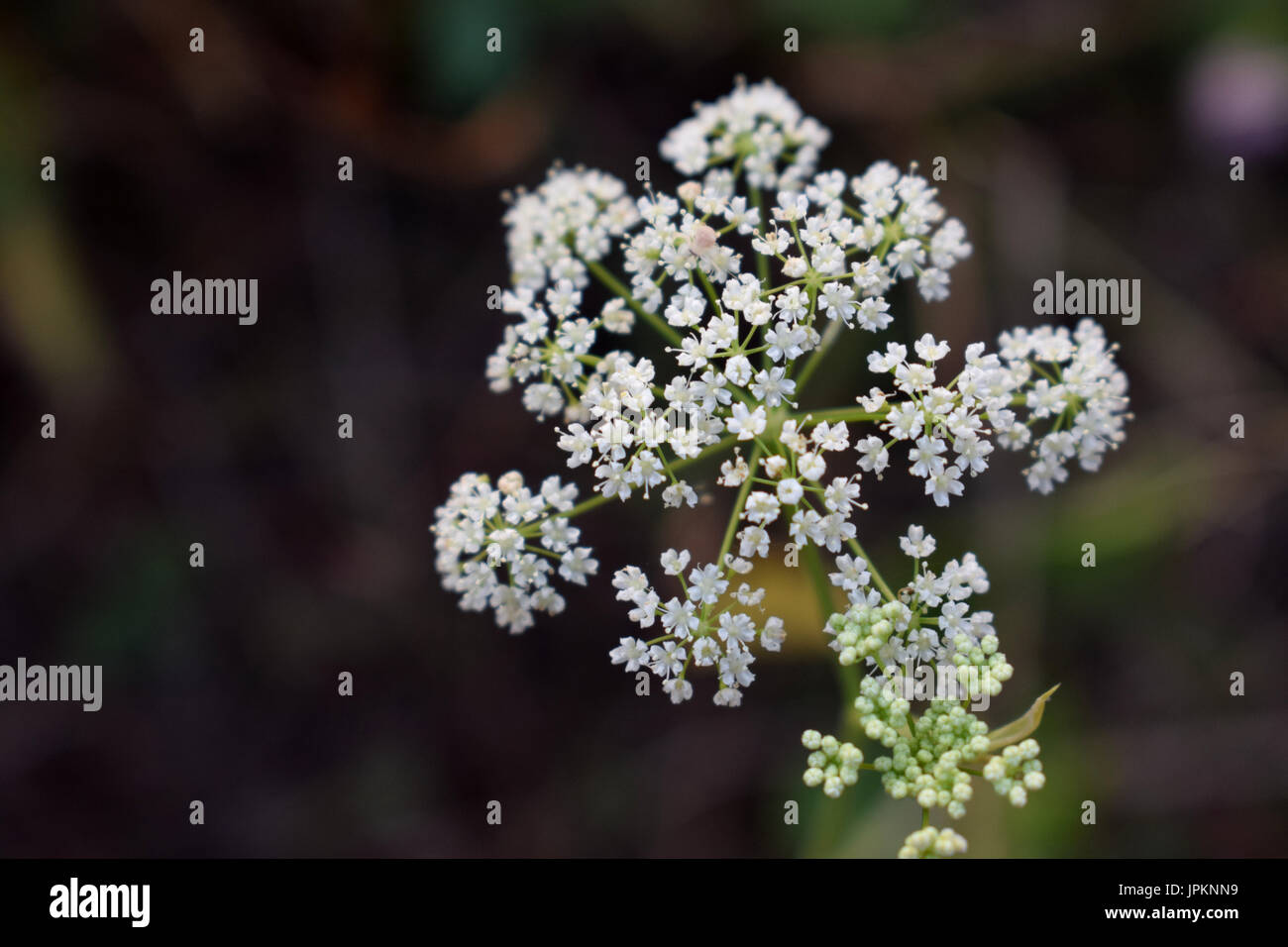 Fleur sauvage blanc Banque D'Images