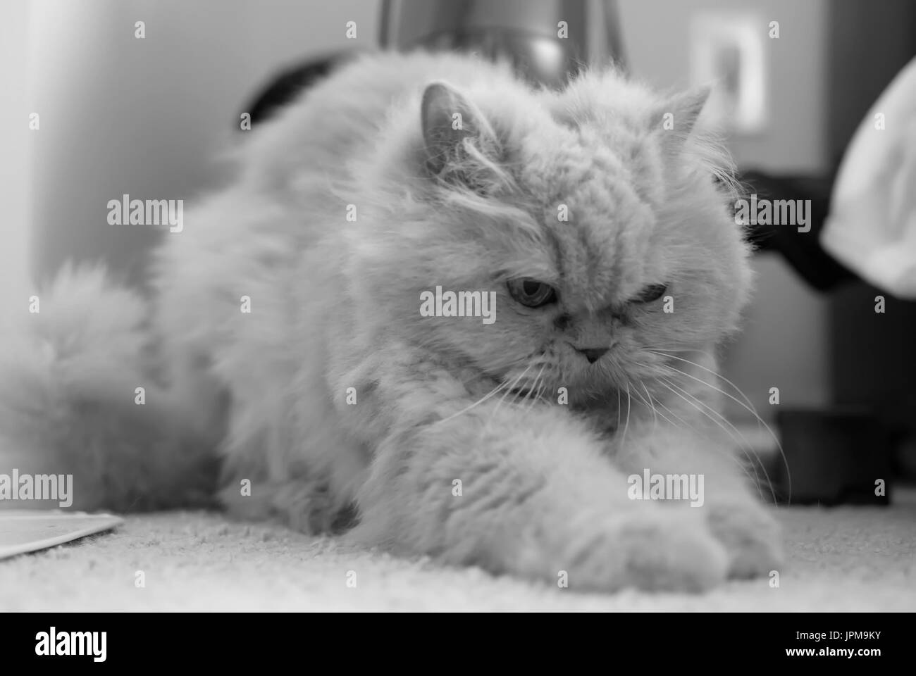 Chat persan ludique de jouer et gratter avec tapis aux tons noir et blanc Banque D'Images
