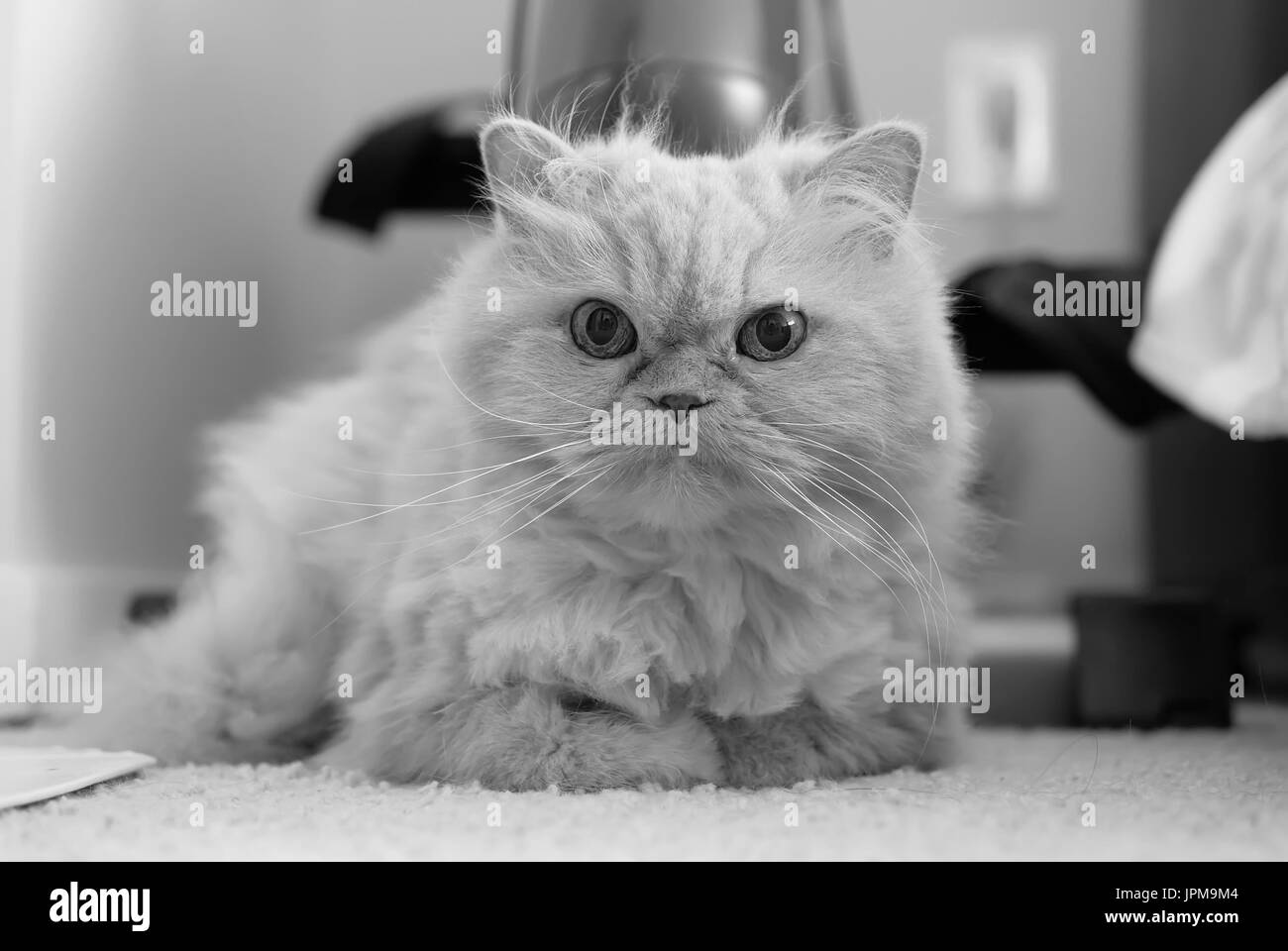 Chat persan mignon portant sur un tapis avec des tons noir et blanc Banque D'Images