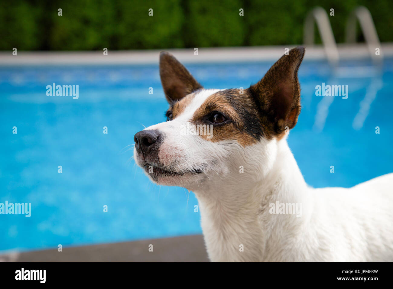 Portrait d'un Jack Russell Terrier chien avec piscine dans l'arrière-plan. Banque D'Images