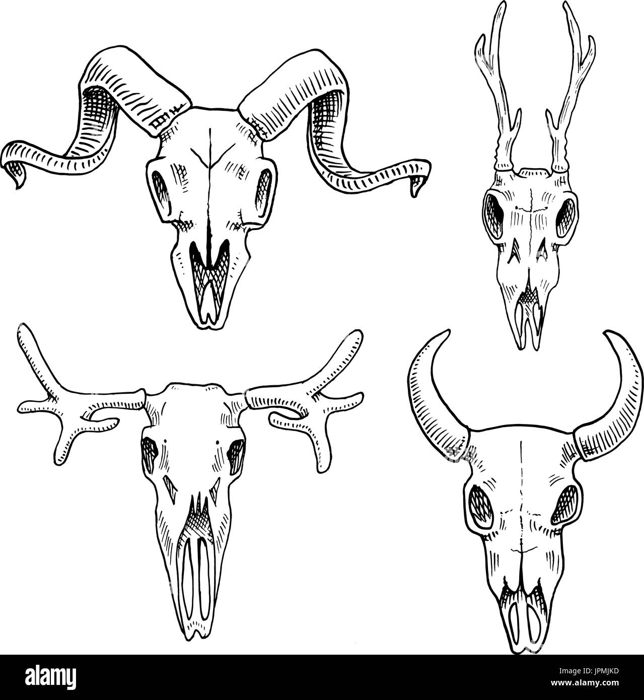 La biologie ou l'anatomie. illustration gravée à la main dans de vieux croquis et de l'esprit vintage. crâne squelette ou silhouette. Le wapiti et le chevreuil, de bisons ou de la chèvre de montagne. Bêtes à cornes. Illustration de Vecteur