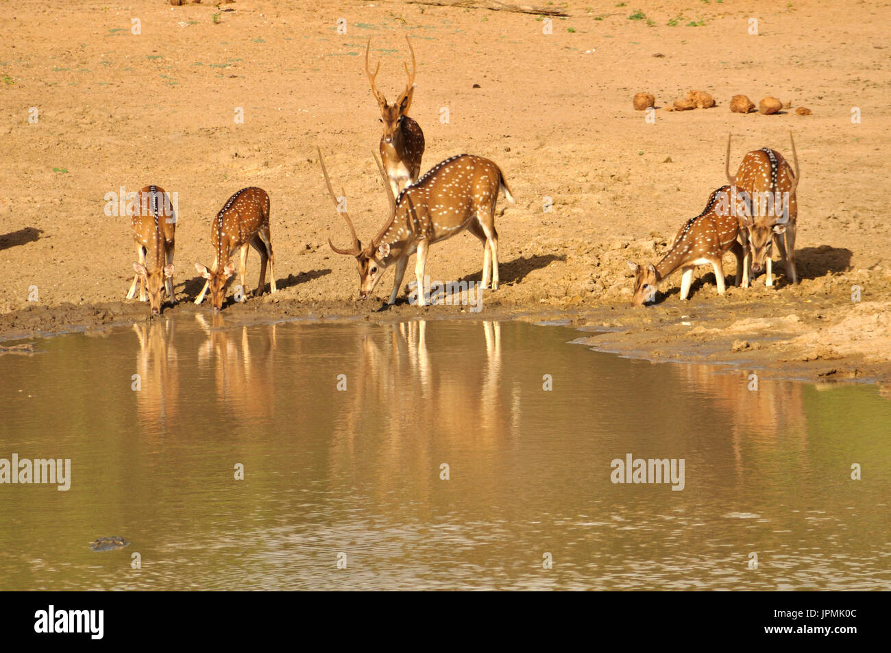 Un élevage de cerfs asiatiques dans ce parc national au Sri Lanka Banque D'Images