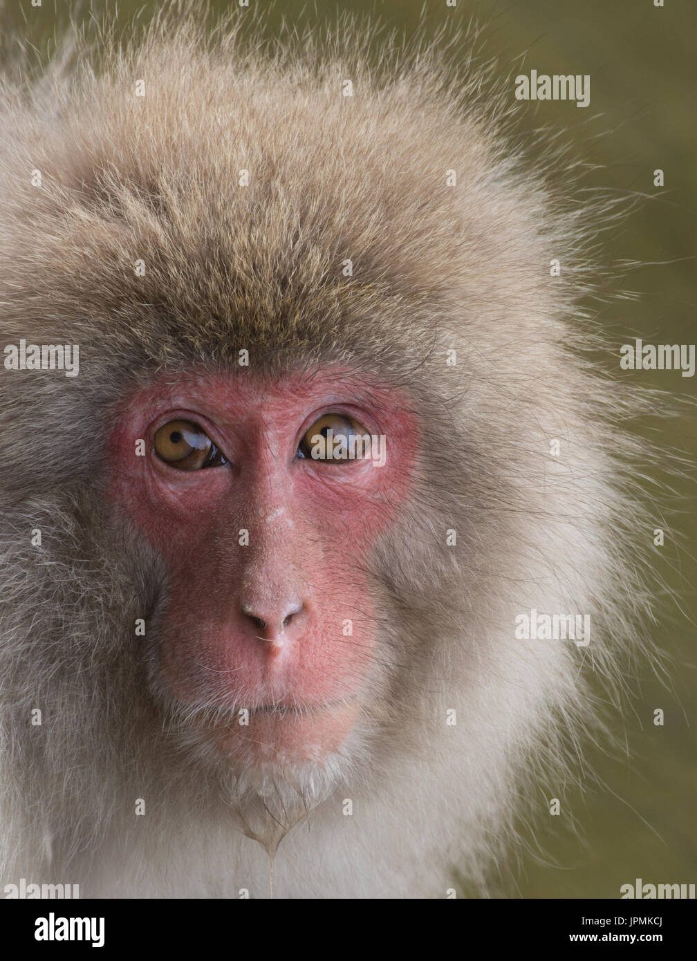 Close up of a snow monkey avec de l'eau dégoulinant de son menton. Profondeur de champ. Banque D'Images