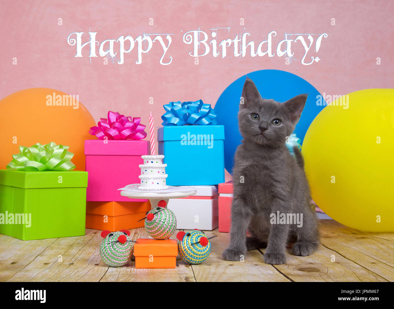 Chaton gris duveteux sur plancher bois assis à côté de la table en porcelaine blanche avec de petits gâteaux d'anniversaire avec une bougie rose lumineux et des ballons colorés. prés Banque D'Images