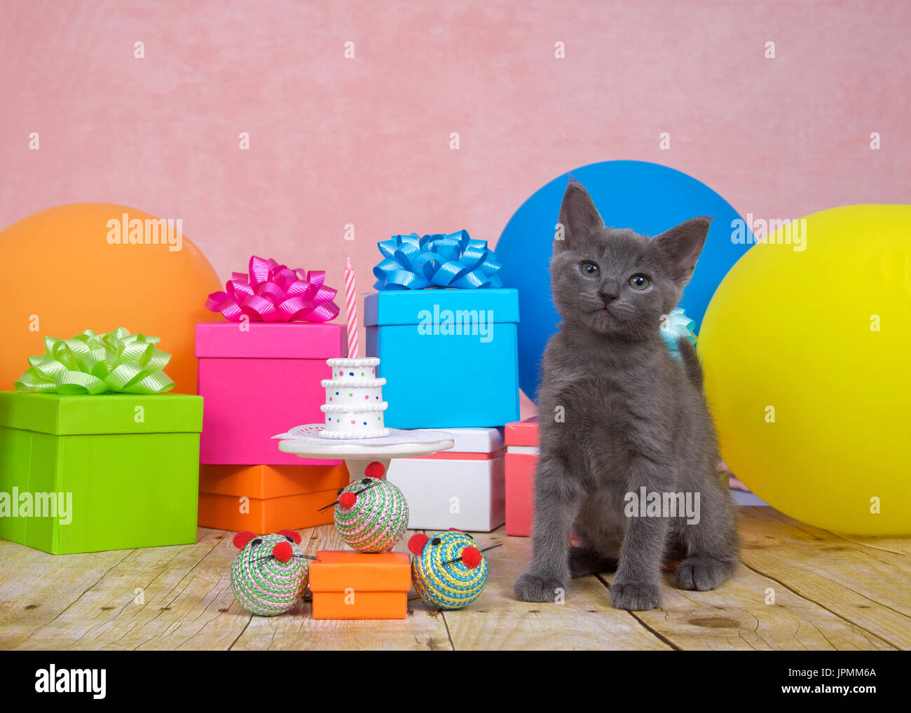 Chaton gris duveteux sur plancher bois assis à côté de la table en porcelaine blanche avec de petits gâteaux d'anniversaire avec une bougie rose lumineux et des ballons colorés. prés Banque D'Images