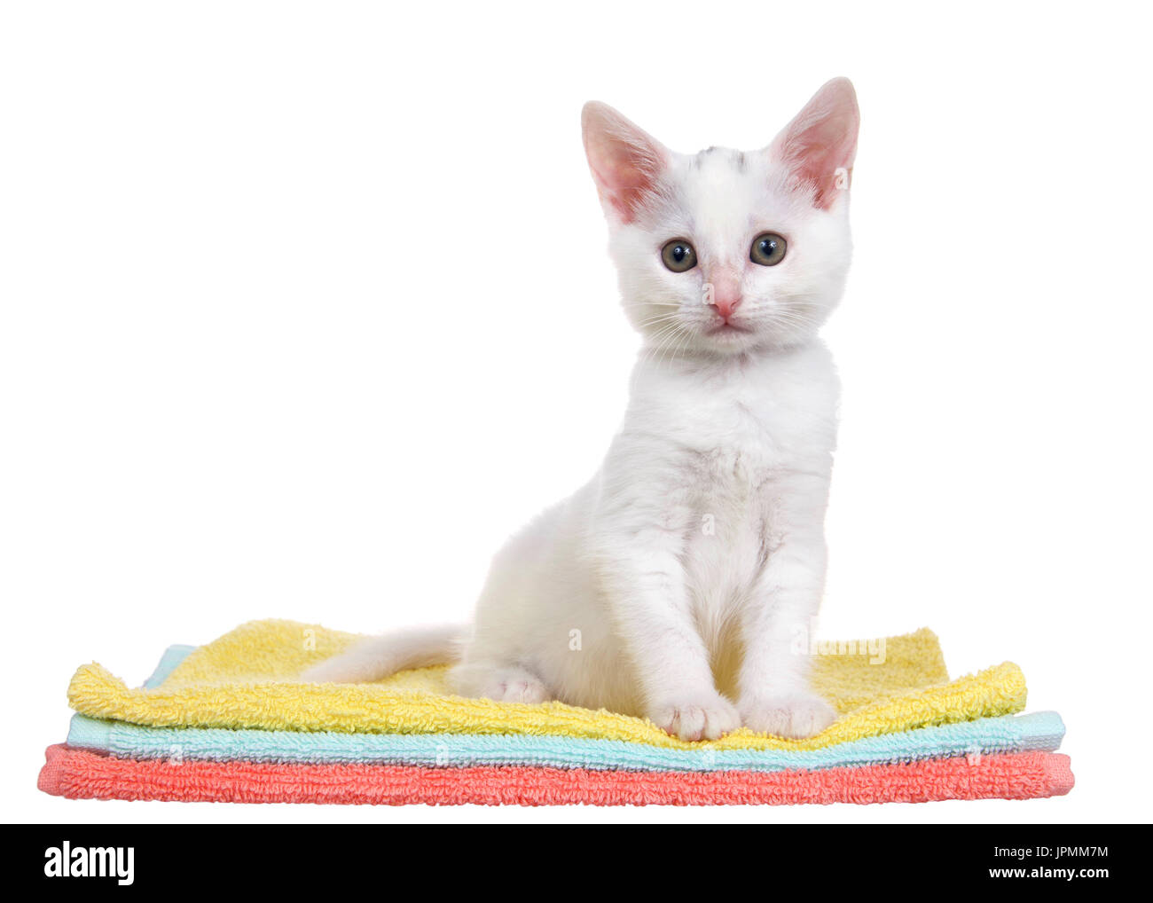 Chaton blanc moelleux coloré assis sur orange, jaune et bleu sarcelle couvertures empilées, légèrement à gauche de l'auditoire, isolé sur un fond blanc. Banque D'Images