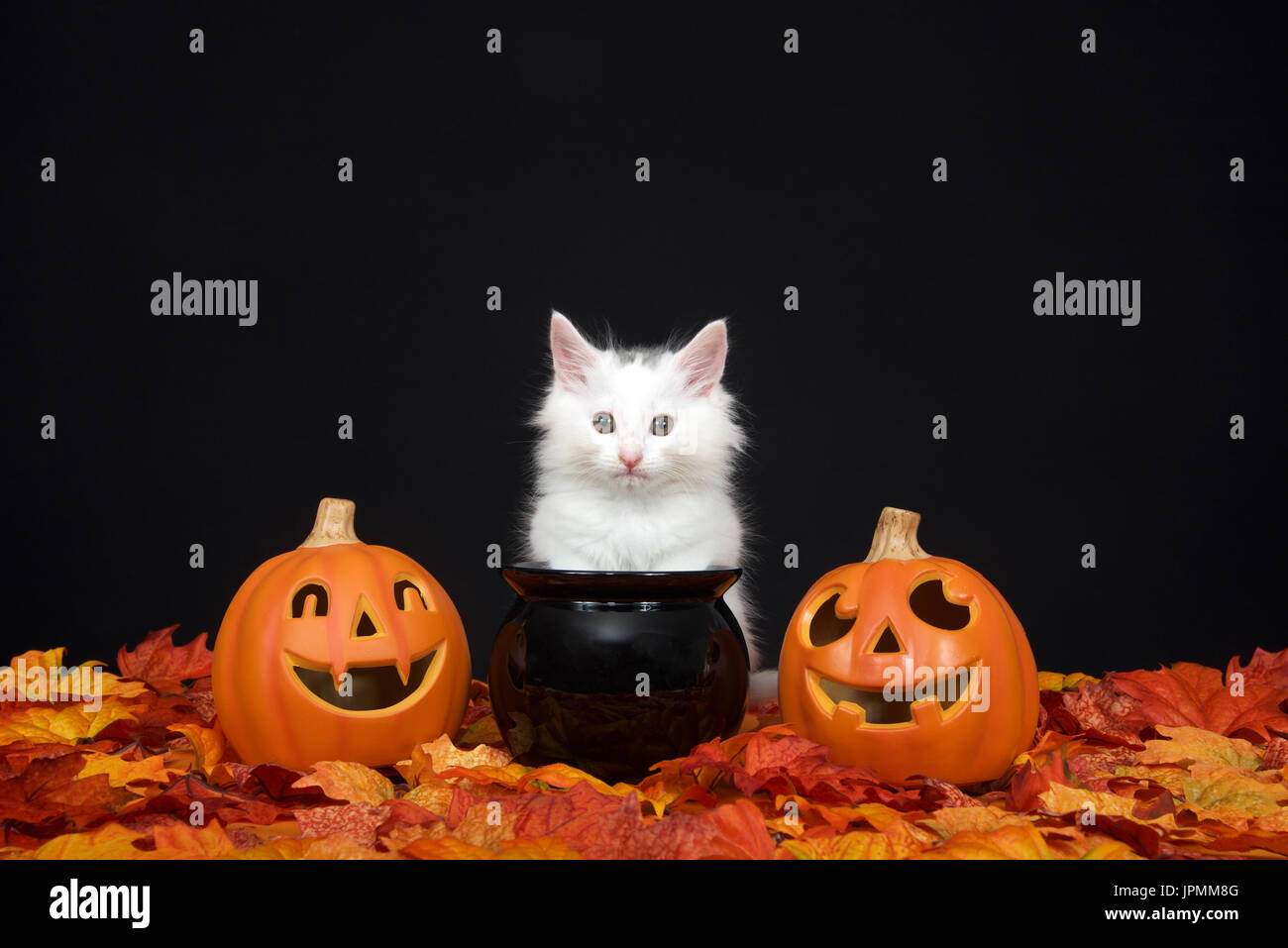 Un chaton blanc moelleux assis derrière un chaudron noir avec jack o lanterne sur deux côtés entouré de feuilles d'automne l'automne, fond noir. Banque D'Images